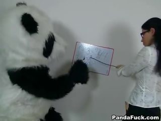 Sexy lehrer für rallig panda bär